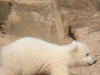 eisbaer-knut-nayrb7.jpg