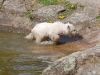 knut-geht-schwimmen-andreastefan.jpg
