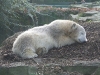 knut-schaeft-trespassers-william.jpg