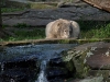 knut-tscherno.jpg